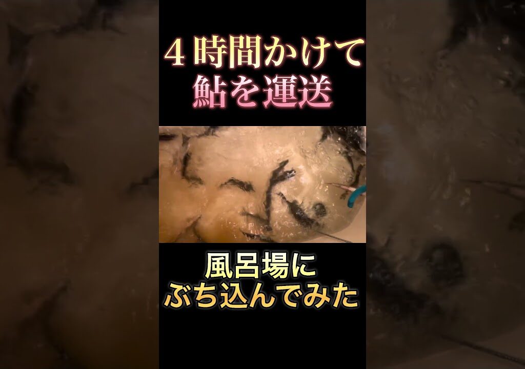 ４時間かけて60匹の鮎を運送し風呂場にぶち込んでみた