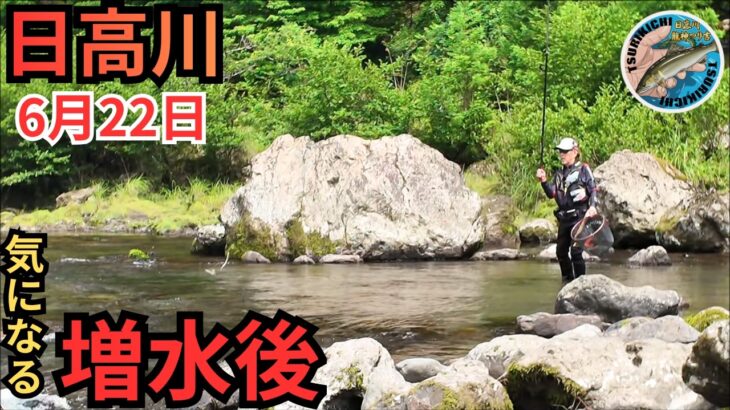 残りアカ狙いで入れ掛かり？日高川の最新鮎釣果情報 6/22