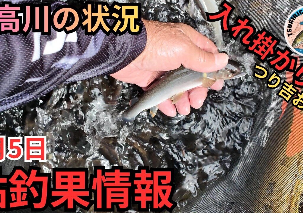 【入れ掛かり】つり吉おやじ絶好調！日高川の最新鮎釣果情報 6/5