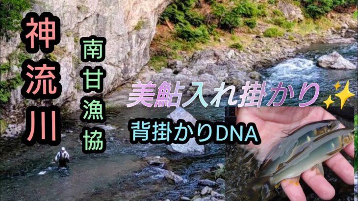 【鮎釣り】神流川（南甘漁協）。美鮎。入れ掛かり。背掛かりDNA。