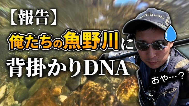 背掛かりDNA鮎が放流されたので調査してきました
