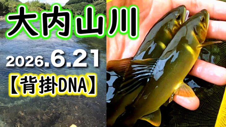 アカが飛んでもココは釣れる！？が、放流アユの背掛かりDNAはどこへ行ったのか？【2026年　友釣り】