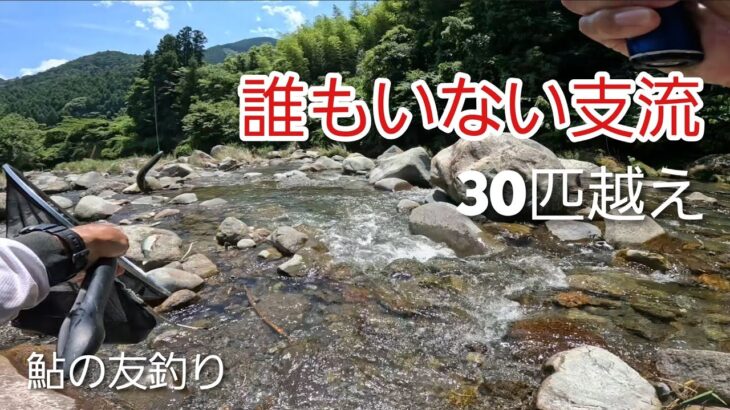 NO8【友釣り】飛びつき鮎を狙い撃ち！テンポよく釣り歩いた結果