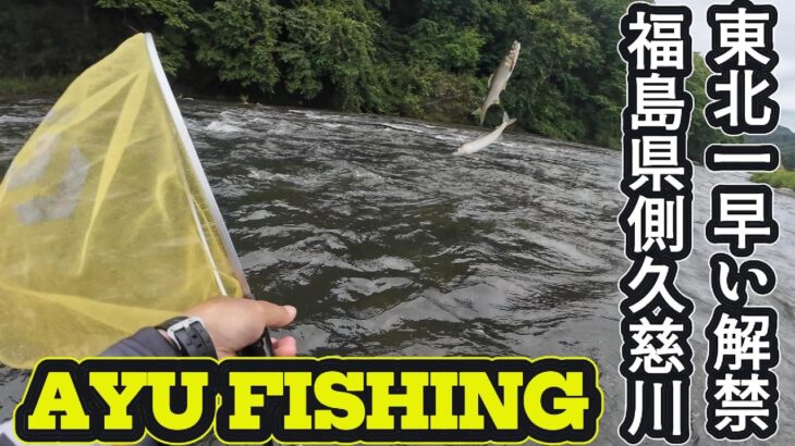 【やまつりであゆつり】Tohoku’s Earliest Ayu Fishing Opener