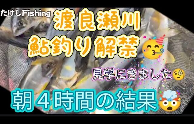 [鮎釣り]渡良瀬川鮎解禁🥳少しだけ見学に🧐２０cmオバー５連掛かり？🧐