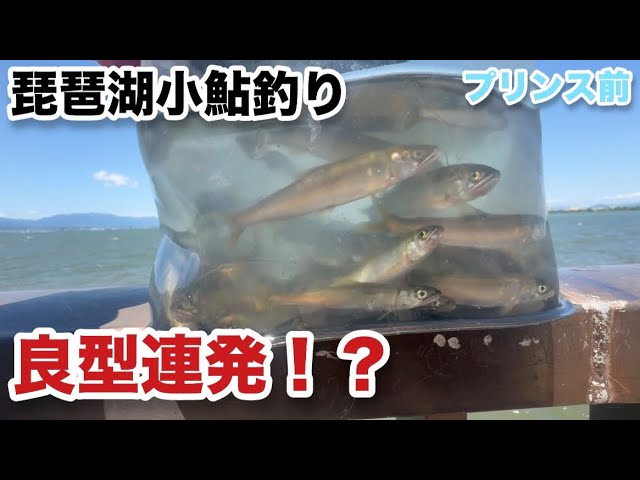 【小鮎釣り】シーズン後半戦に良型鮎が連発しました‼️inプリンス前2026年5月29日