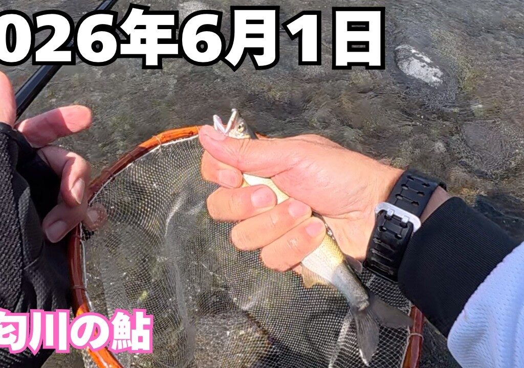 【鮎釣り】酒匂川にアユの解禁に行ったら、意外や型のそろったアユが釣れた（アユのチンチン釣り）