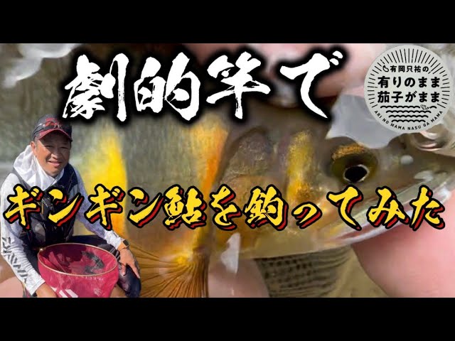 この前と水量違うやん！【鮎釣り】