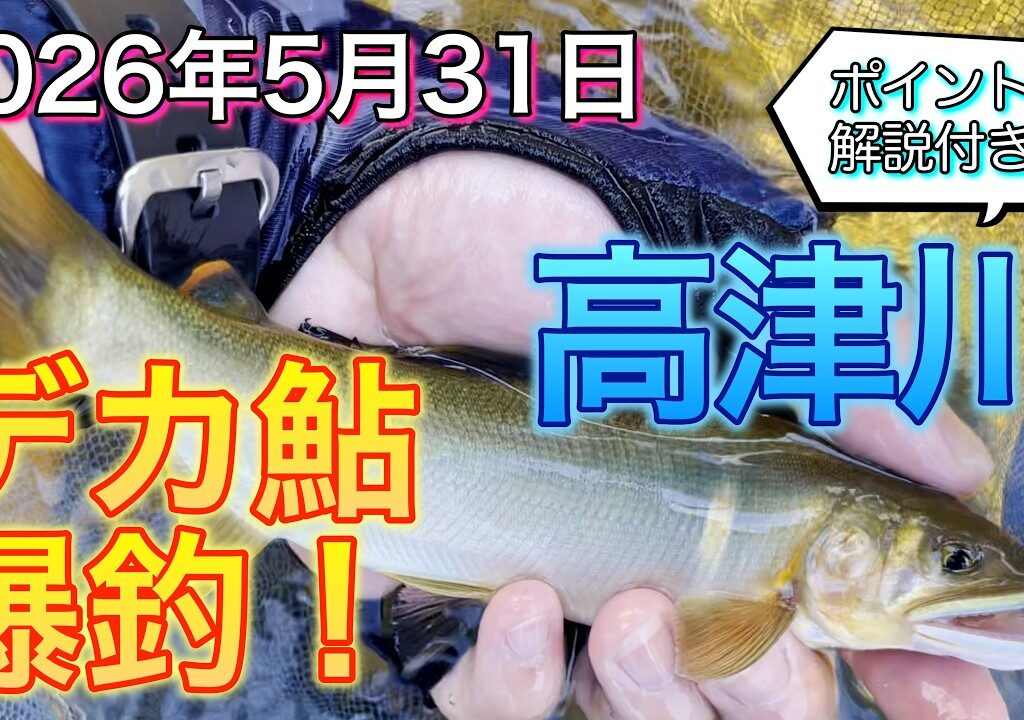 【鮎釣り】解禁直後でも瀬でデカ鮎を釣りまくる！【高津川】