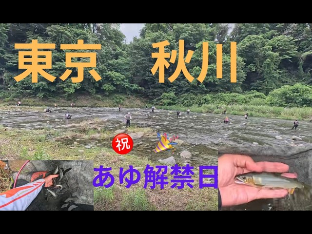 【２０２６年６月６日　東京　秋川　あゆ解禁日釣りの釣行】