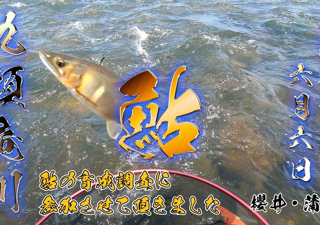 【福井鮎】九頭竜川中部に試し釣り参加させていただきました