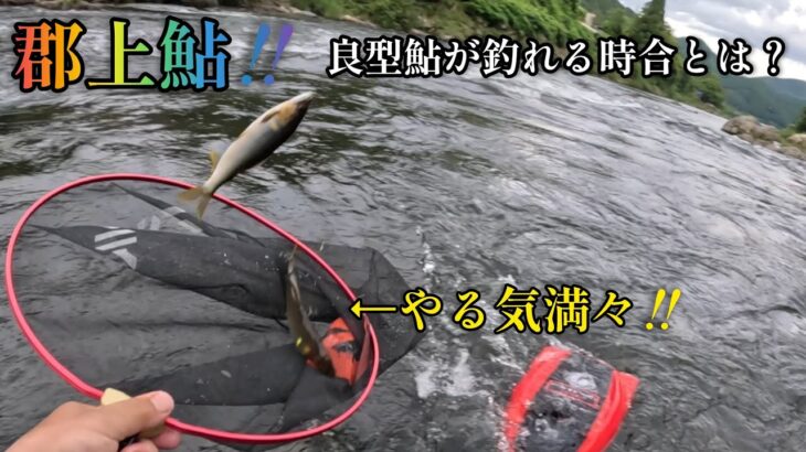 郡上鮎‼️良型鮎が釣れる時合とは？
