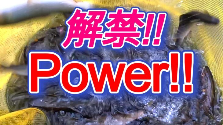 【鮎釣り】古座川スゲェ～!!　これが解禁の力か!!