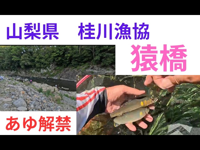 【２０２６年６月１日　山梨県　桂川あゆ解禁日の釣行】