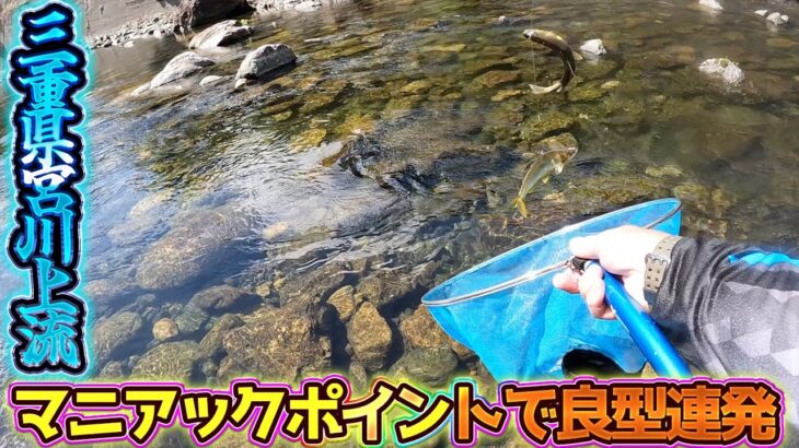 【鮎釣り】マニアックポイントで良型鮎連発！！