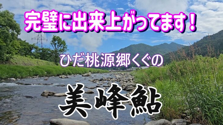 「美峰鮎」川も鮎も完璧な仕上がり【ひだ桃源郷くぐの】益田川上流漁協