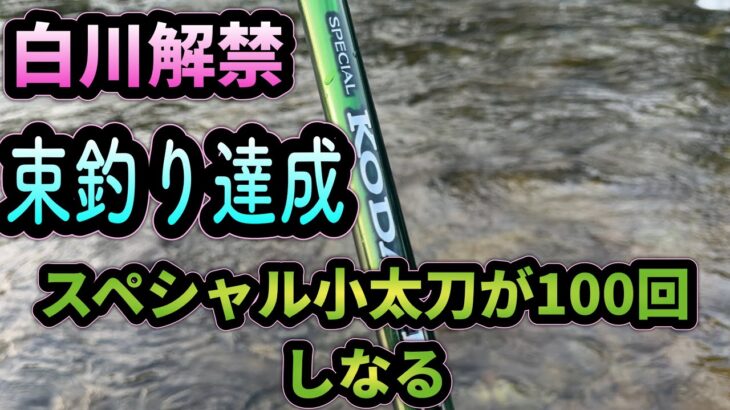 白川解禁！小太刀が１００回しなる！束釣り達成