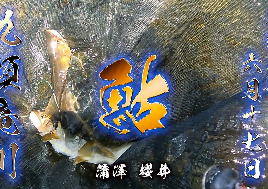 【福井 鮎】九頭竜川中部 鮎の友釣り