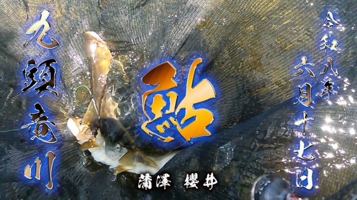 【福井 鮎】九頭竜川中部 鮎の友釣り
