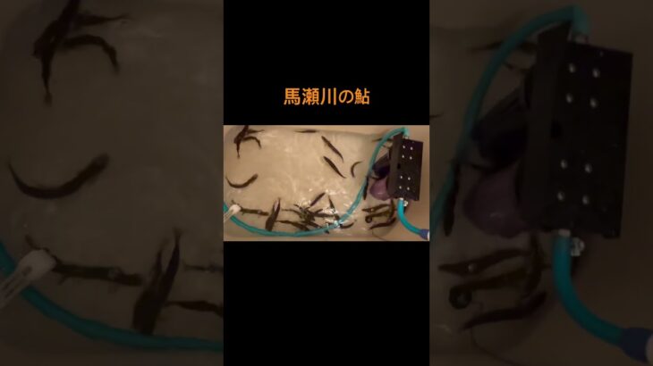 馬瀬川の活鮎