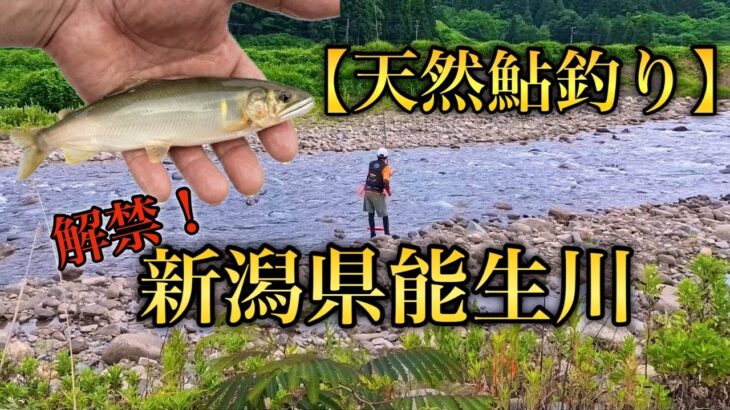 【天然鮎釣り】気合いと根性で掴み取った極上鮎！