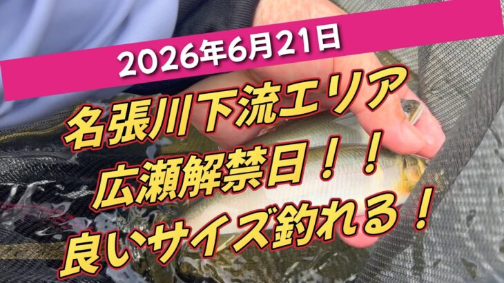 【名張川下流広瀬解禁鮎釣り】良いサイズの鮎が釣れました^^♪＃鮎釣り＃名張川＃広瀬＃解禁日