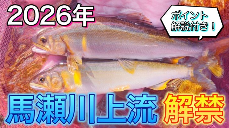 【鮎釣り】馬瀬川上流の解禁に行ってみた！【馬瀬川】