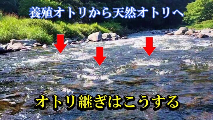 鮎友釣り　１尾目をどう釣るか【初心者必見】