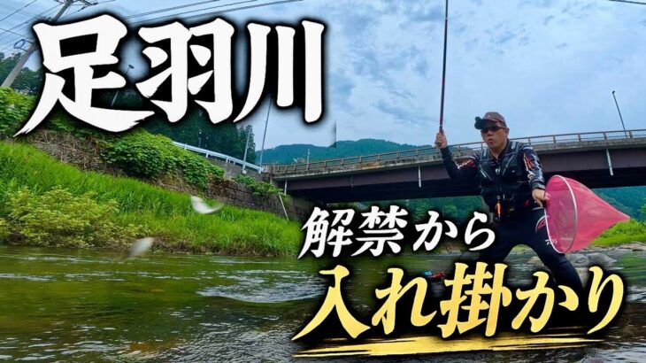 【友釣り】足羽川鮎解禁！朝から入れ掛かりで何匹釣れた！？