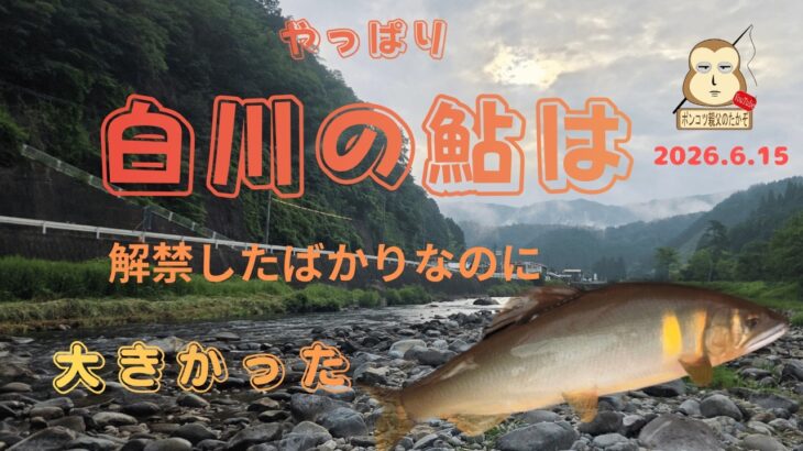 「解禁直後の白川」鮎はやっぱり大きかった。　#大鮎　#鮎解禁　#白川