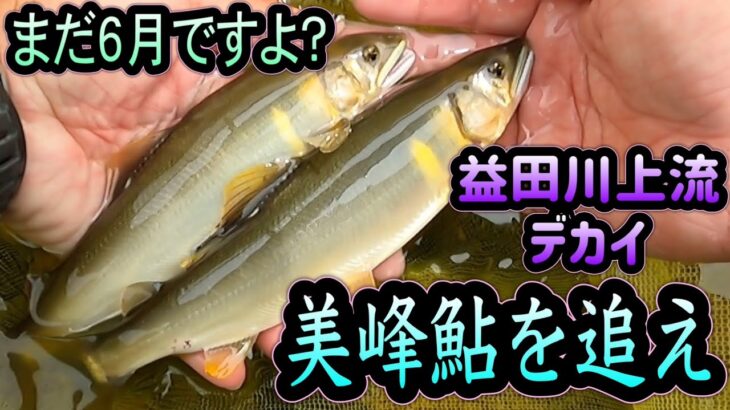 ６月でこのサイズ！！益田川上流の美峰鮎を追え！