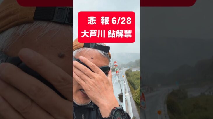 【大芦川 鮎解禁日】何でこうなる？午前中で撤退… #大芦川 #鮎釣り #解禁日 #釣り #渓流釣り